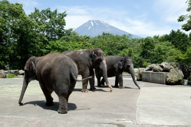 動物飼育（動物園・水族館）とは？
